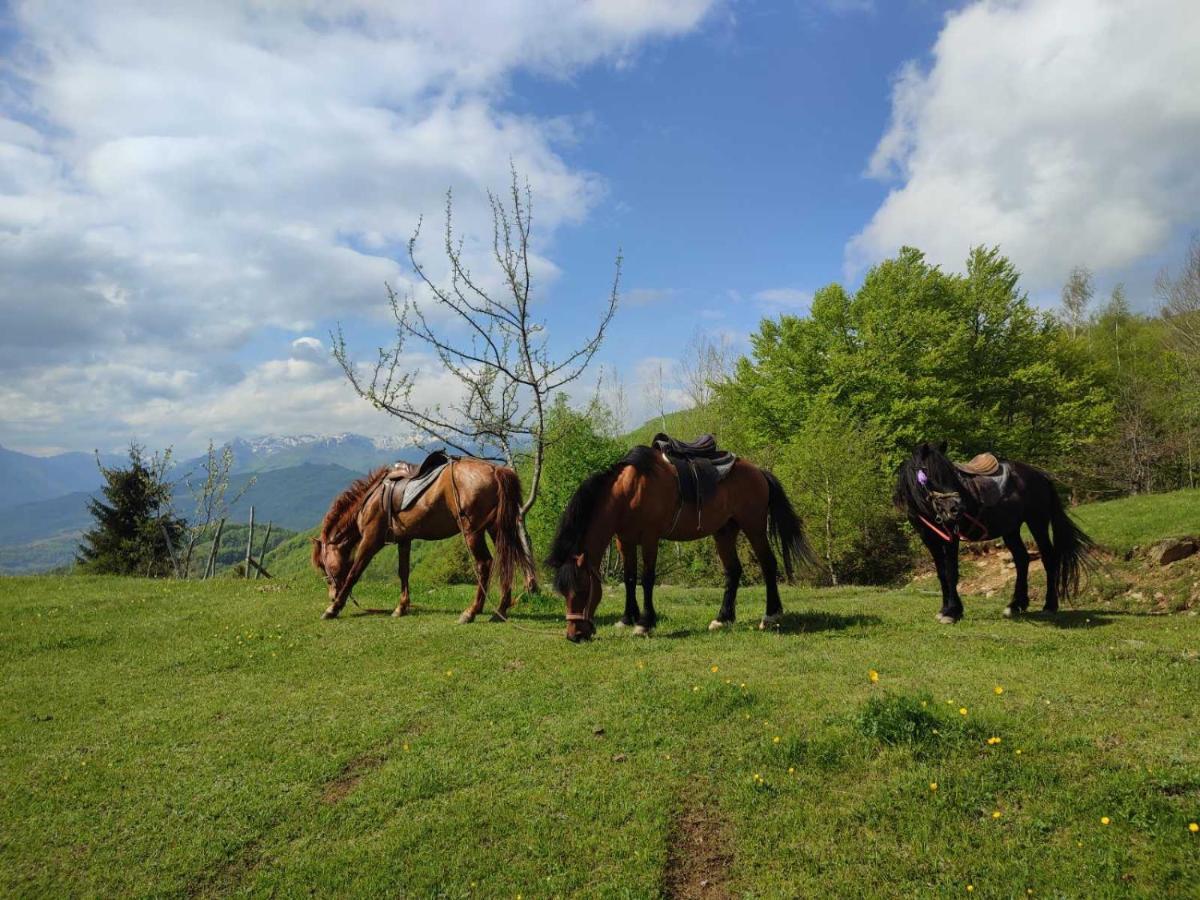 Vila Koliba Marijanovic Andrijevica Exteriér fotografie